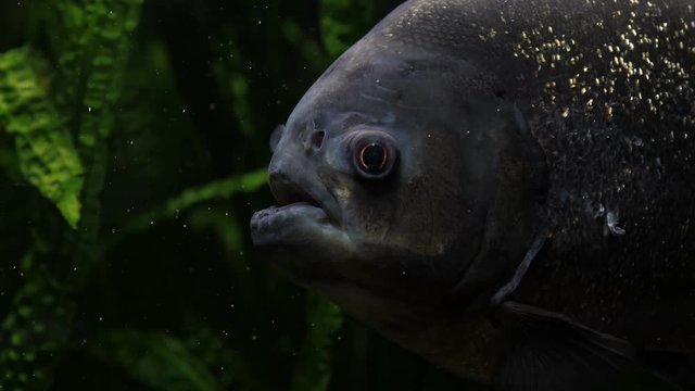 Red-bellied piranha (Pygocentrus nattereri) predatory fish in a river or aquarium swims past seaweeds. Close up.
