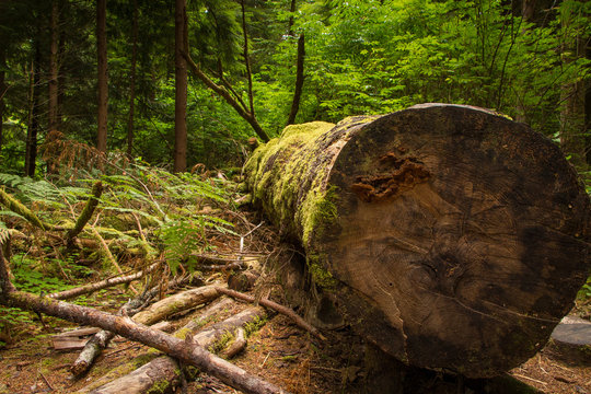 Fell Sitka