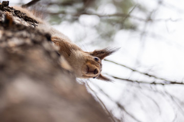Squirrel on the tree