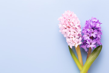Flowers composition with hyacinths. Spring flowers on color background. Easter concept. Flat lay,...
