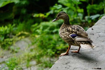 Ente im Stadtpark Steglitz
