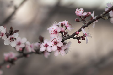 Spring