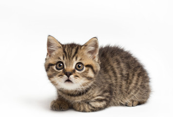 Fototapeta premium Portrait of a surprised cat Scottish Straight, closeup, isolated on white background