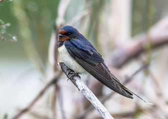 swallow