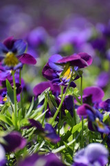 Lovely beautiful flowers