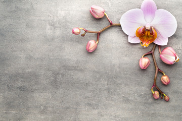 Spa orchid theme objects on grey background.
