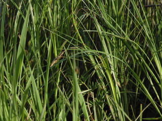 green grass
