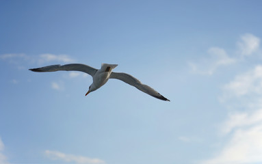 Silbermöwe vor blauem Himmel