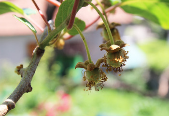 Very young Actinidia kiwi fruit on the branches from my organic garden