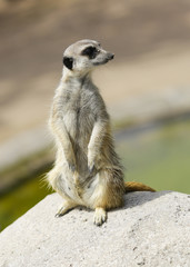 Fototapeta premium Meerkat