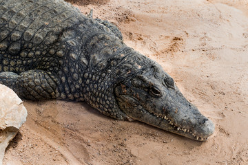 La mirada del cocodrilo