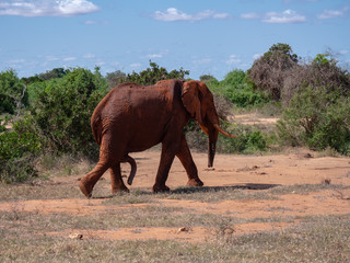 Elephants in Tsavo East National Park, Kenya