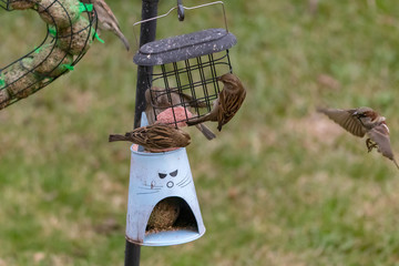 bird on feeder