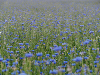 cornflower field at sunset blue beautiful flowers