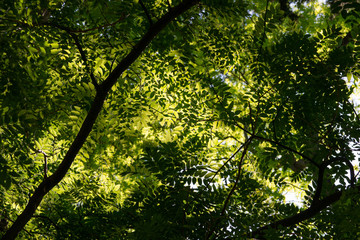 Fototapeta na wymiar Dettail of a tree leaves at sring. THe sun passing trhough