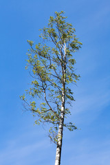 Birch tree over blue sky