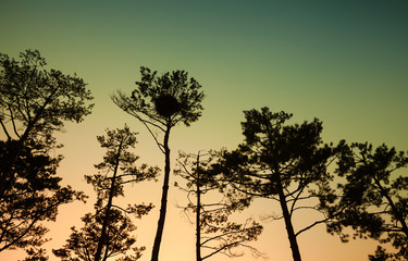 Fototapeta na wymiar Silhouettes of pine trees