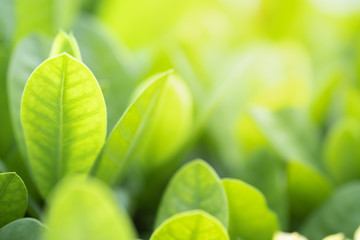 Closeup of nature green leaf and sunlight with greenery blurred background use as decoration ecology environment , fresh wallpaper concept. - Image