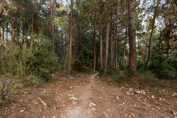 The footpath  leading through the Hanita forest in northern Israel, in the rays of the setting sun