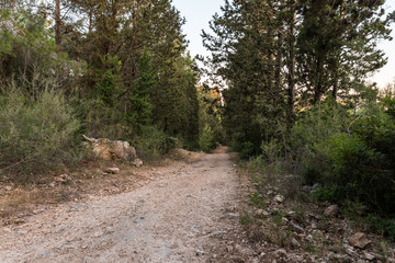 The footpath  leading through the Hanita forest in northern Israel, in the rays of the setting sun