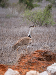 Kori bustard in Tsavo West National Park, Kenya