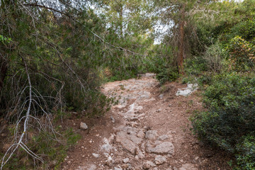 The stone  footpath leading through the Hanita forest in northern Israel, in the rays of the setting sun