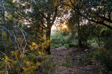 The footpath  leading through the Hanita forest in northern Israel, in the rays of the setting sun