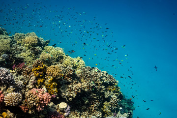 Fototapeta na wymiar Underwater scene with coral reef and fish photographed in shallow water, Red Sea, Marsa Alam, Egypt