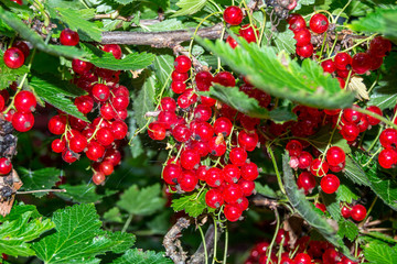 gooseberries macro from filand