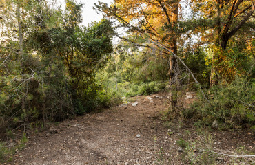 A small  glade in the Hanita forest in northern Israel, in the rays of the setting sun