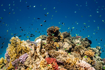 Fototapeta na wymiar Underwater scene with coral reef and fish photographed in shallow water, Red Sea, Marsa Alam, Egypt