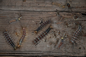  Many caterpillars of lymantria of different sizes on a wooden surface.