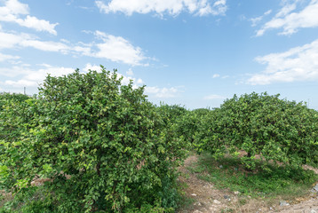 Fototapeta na wymiar Zitronenbäume im Sommer