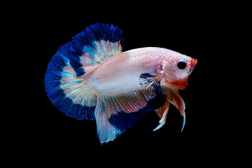 Betta fish  red hellboy in the aquarium