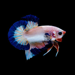 Betta fish  red hellboy in the aquarium