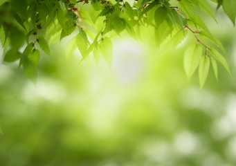 Closeup of nature green leaf and sunlight with greenery blurred background use as decoration ecology environment , fresh wallpaper concept. - Image