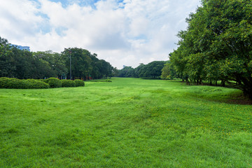 Fototapeta na wymiar Green grass field in park