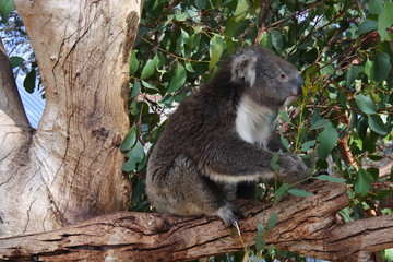 Koala auf Kangaroo Island in Australien