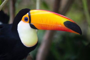 Exotic toucan bird perched on tree in jungle