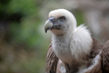 close-up view of majestic Griffon vulture outdoors