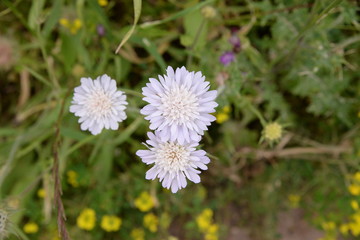 Des fleurs de Grèce et d'Italie