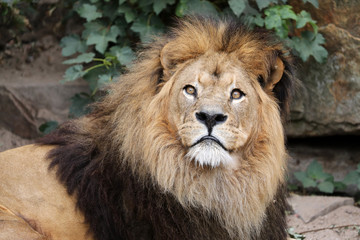 Naklejka na ściany i meble majestic lion in wildlife reservation, close up view