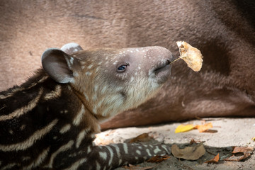 beautiful striped wild tapir baby in wildlife - obrazy, fototapety, plakaty