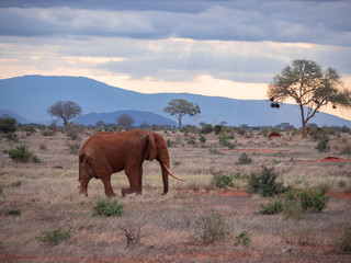 Elephant in Tsavo East National Park, Kenya