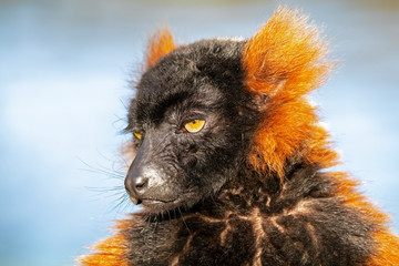close-up view of adorable red ruffed lemur in wildlife
