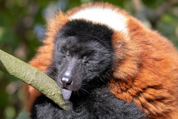 close-up view of adorable red ruffed lemur in wildlife