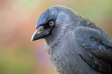 close-up view of beautiful Jackdaw defocused background