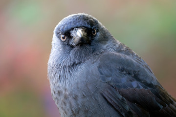 close-up view of beautiful Jackdaw defocused background