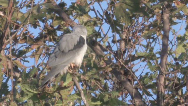 Black winged kite on a branch in hula valley Isael