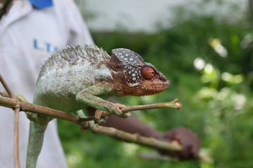 マダガスカルの　カメレオン